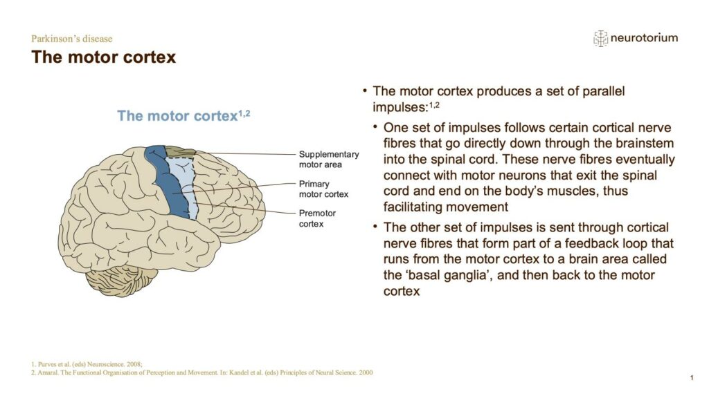 The motor cortex